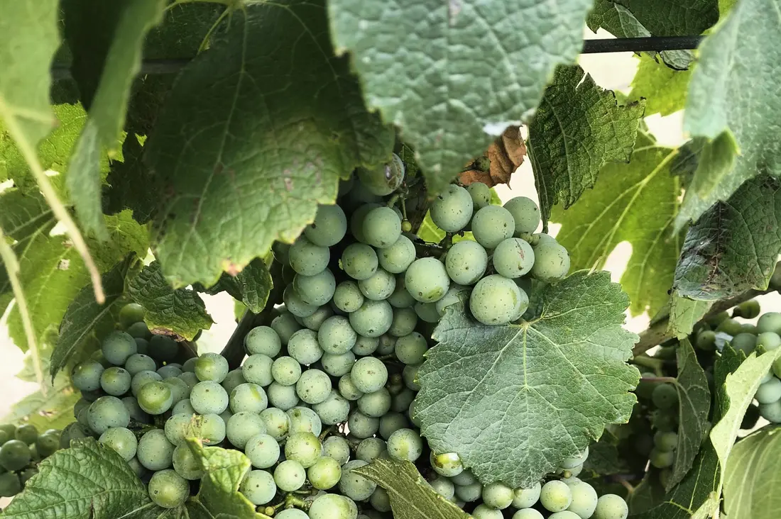 A bunch of green grapes on the vine