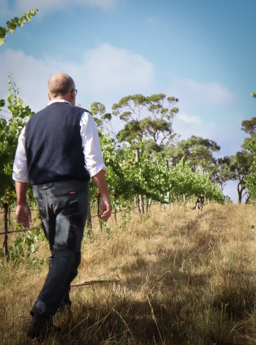 Matt Thain walking up a row of vines towards the top of the hill, with a dog waiting ahead