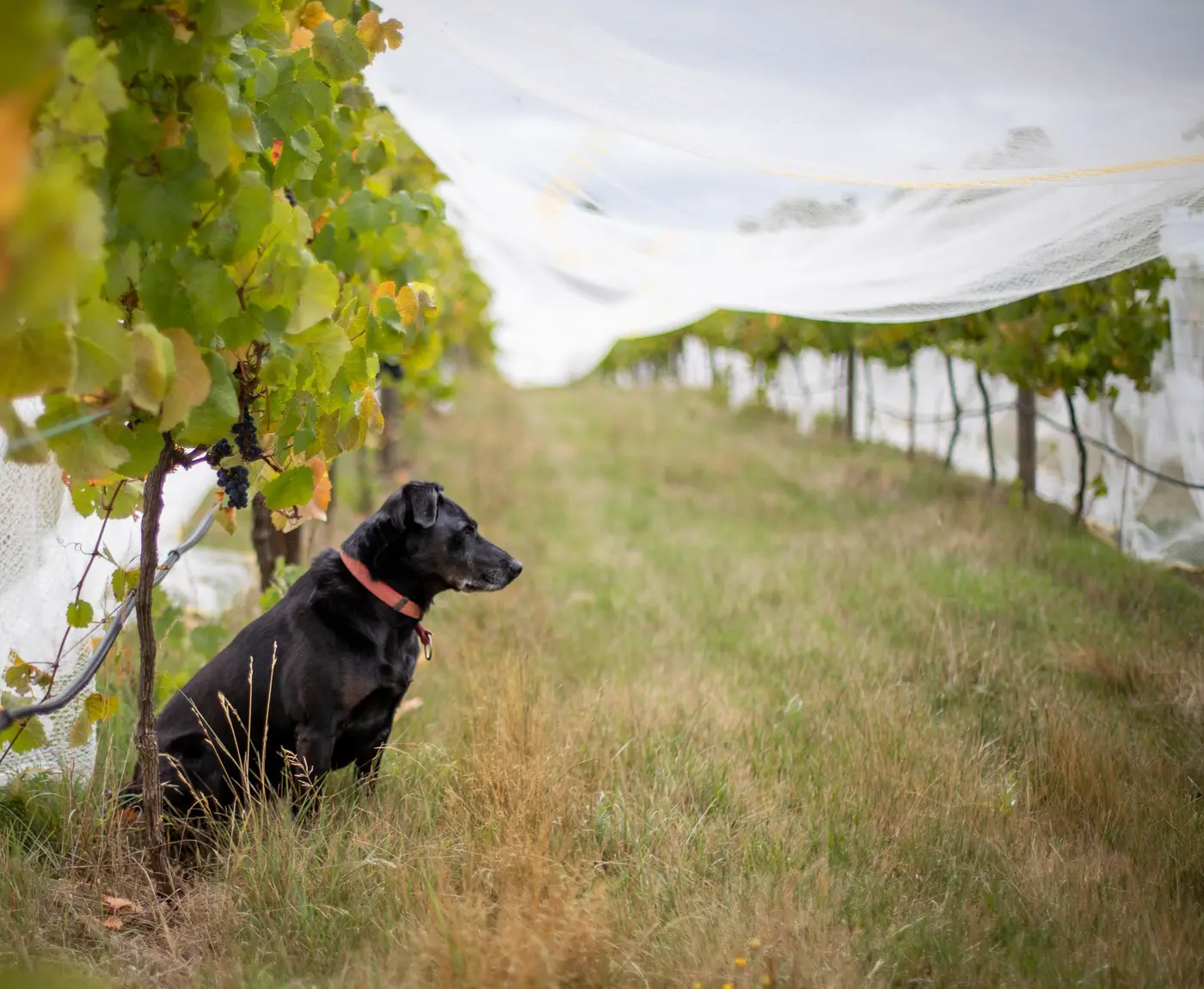 A black dog sitting in a grassed row between netted vines