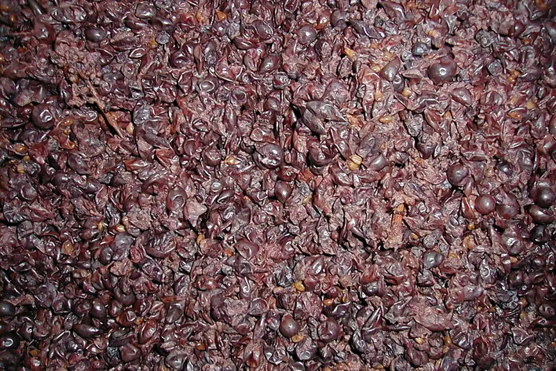 Pressed grape skins after the ferment, filling the frame